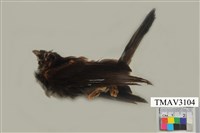 藏品(紅嘴黑鵯)的圖片